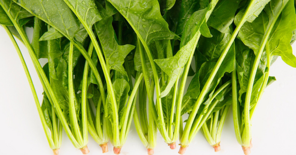 ほうれん草 の 保存 方法