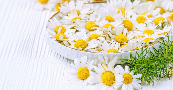 ジャーマン カモミール 効能