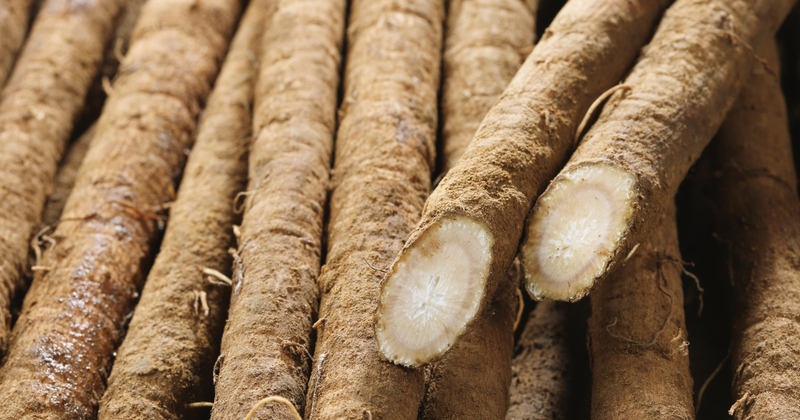 土ごぼうとは？種類・選び方・洗い方まで徹底解説