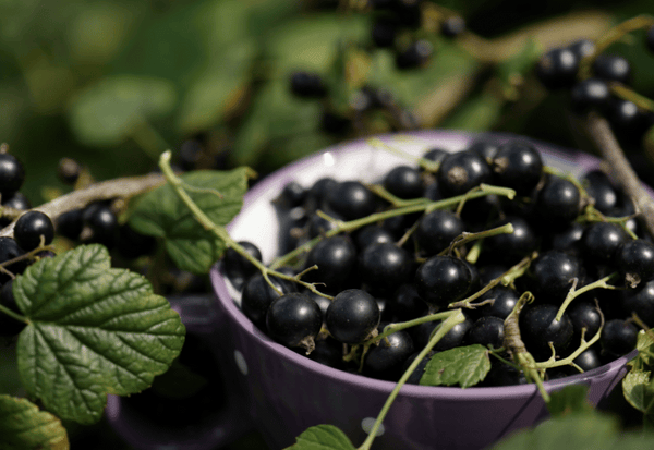 黒すぐり カシス 違い