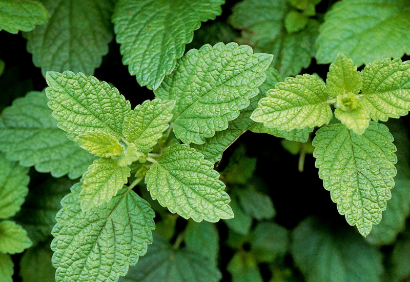 レモンバーム効能