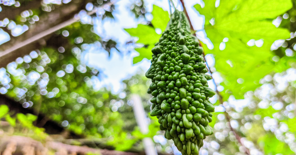 ゴーヤが育たない原因と対策：家庭菜園で失敗しないための完全ガイド