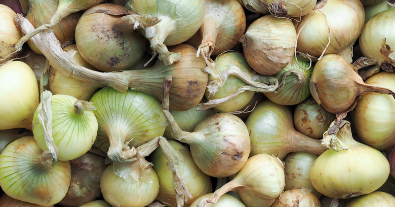 新玉ねぎを長持ちさせる保存期間と鮮度を保つ秘訣