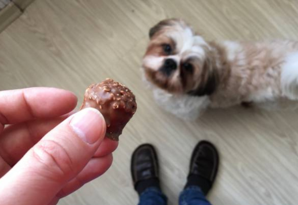 子犬おやつ