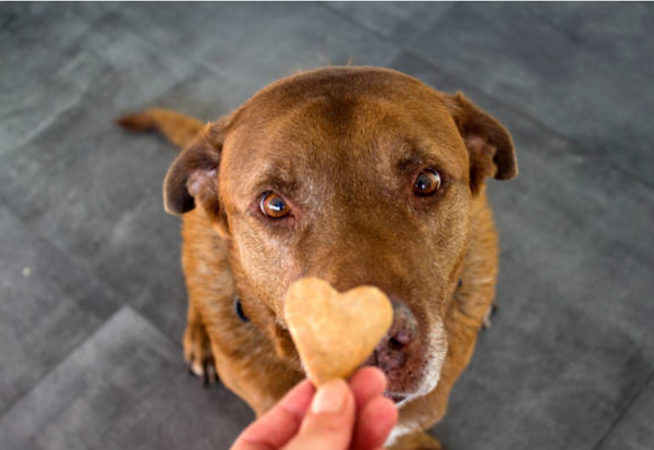 犬のクッキー