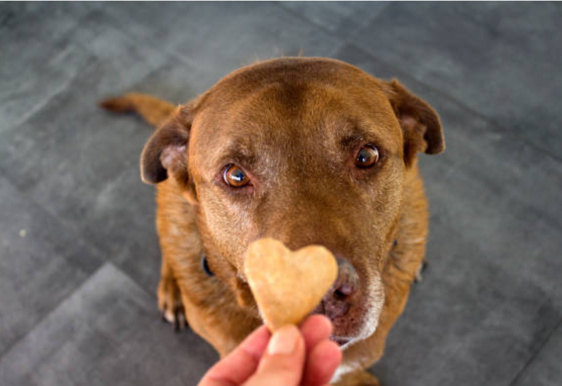 犬のクッキー