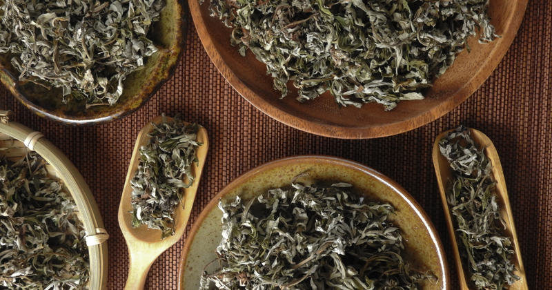 よもぎ茶の効能：和製ハーブの女王がもたらす健康と美容効果