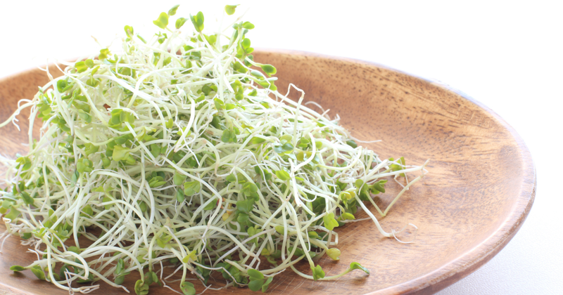 知っておきたいスプラウトの種類と栄養価｜毎日の食卓を豊かにする発芽野菜の魅力
