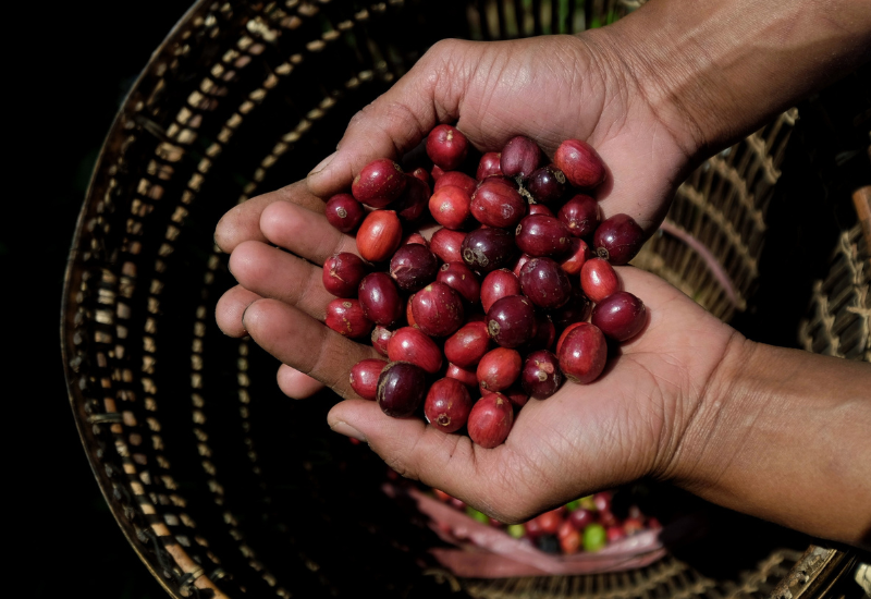 ロブスタコーヒー：知られざる魅力と楽しみ方