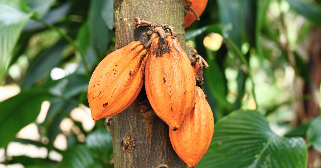 知られざるカカオ栽培の世界：チョコレートを愛するあなたへ