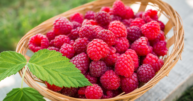 木いちご：多様なベリーの魅力と定義