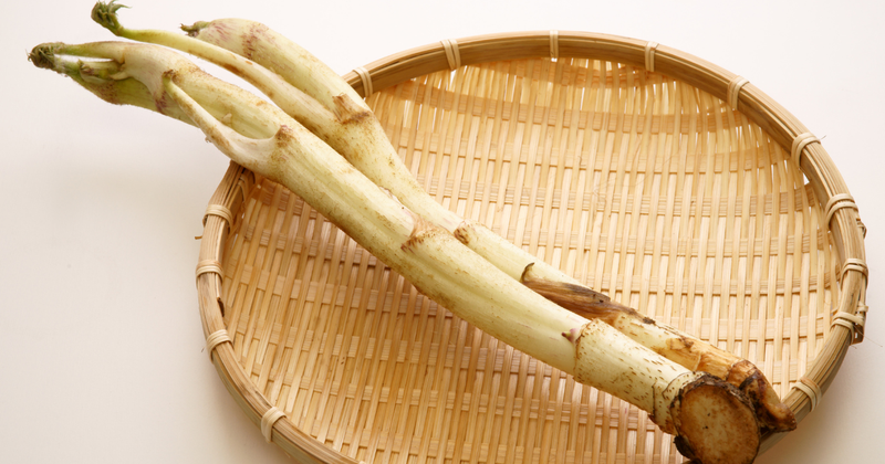 春の味覚！うどの徹底解説：下ごしらえから絶品レシピまで