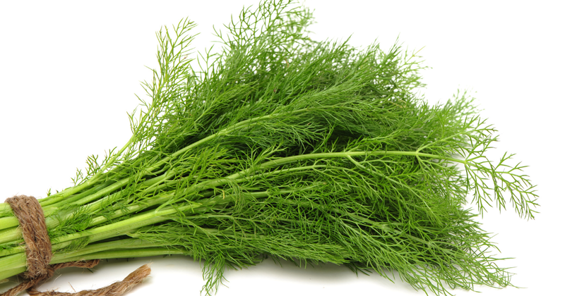 ハーブ ディルとは？特徴・使い方・効能を徹底解説