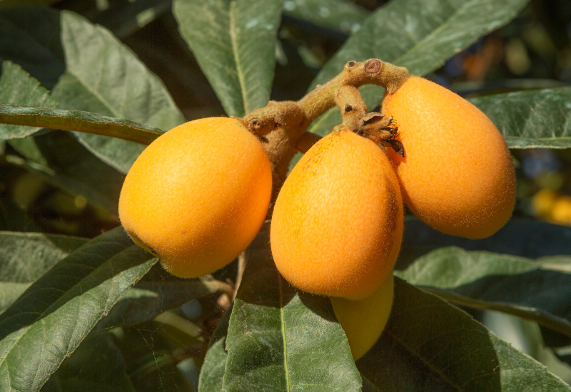 びわ日本一：長崎県が誇る、甘く美味しい秘密