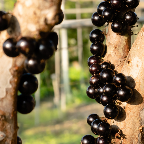 希少フルーツ『ジャボチカバ』の味・栄養・育て方を徹底解説