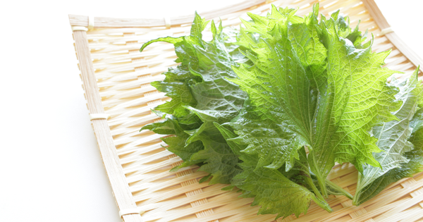 もう無駄にしない！大葉の保存方法：冷蔵・冷凍・乾燥で長持ちさせる秘訣