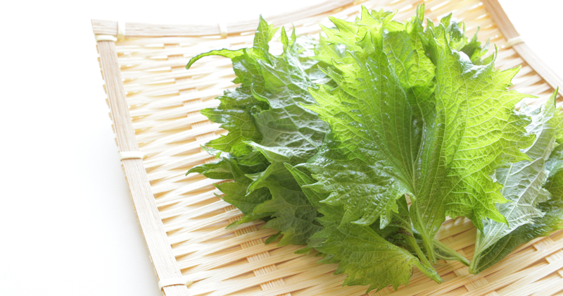 もう無駄にしない！大葉の保存方法：冷蔵・冷凍・乾燥で長持ちさせる秘訣