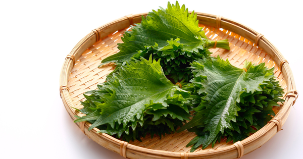 青じそ（大葉）を長持ちさせる保存方法｜冷蔵・冷凍・乾燥・漬け込みまで徹底解説