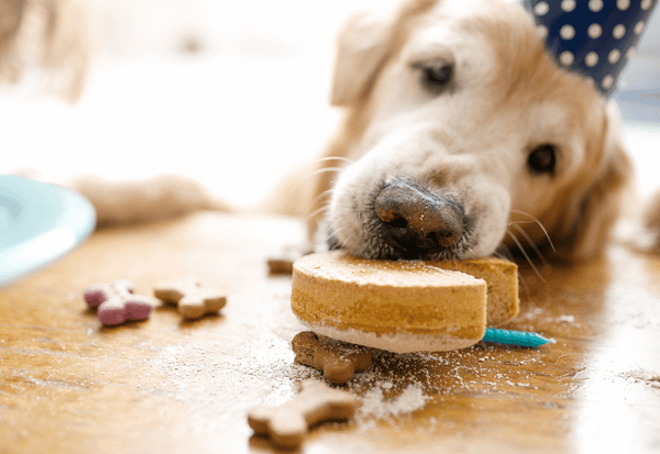 犬 食べれるケーキ