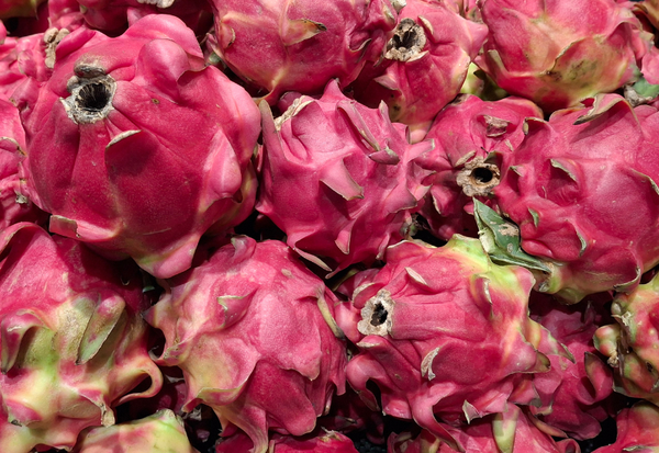 ドラゴンフルーツサボテン：栽培から魅力まで徹底解説