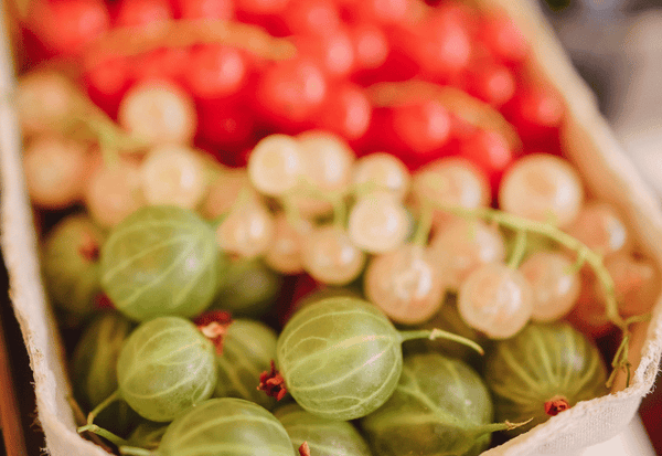 宝石のような輝き！スグリの魅力と活用法