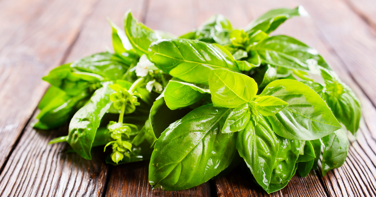 初心者でも簡単！バジルの挿し木・水挿しで増殖させる方法を徹底解説