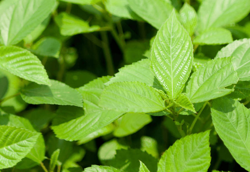モロヘイヤを冷凍保存！鮮度を保つコツと簡単レシピ