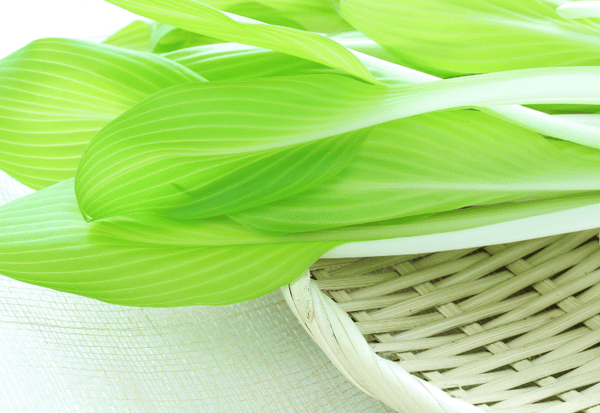 うるいを味わい尽くす！絶品レシピと食べ方