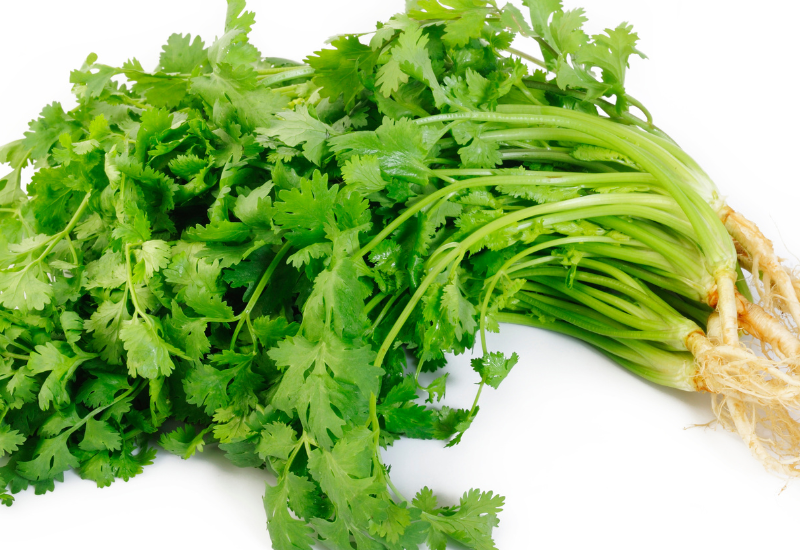 パクチー、コリアンダー、シャンツァイ…その別名から紐解くパクチーの正体と歴史