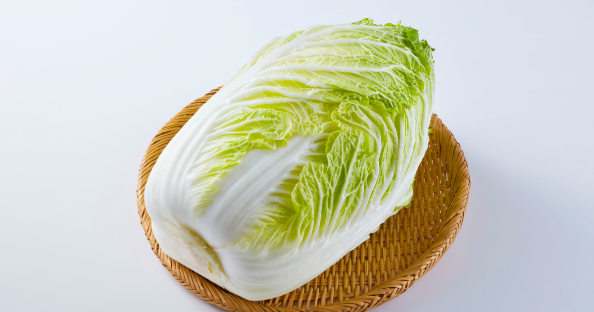白菜を苗から育てて、冬の食卓を豊かに！栽培方法と収穫のコツを徹底解説