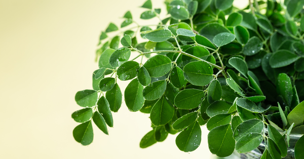 奇跡の木「モリンガ」を徹底解剖：知られざる効果、栄養、安全な摂り方