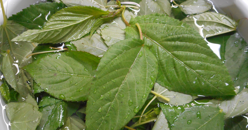 モロヘイヤを美味しく安全に食べるには？食べ方、注意点、茹で方、ネバネバの秘密を徹底解説！