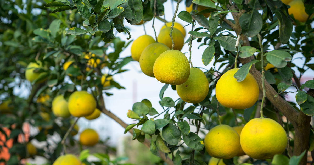 文旦を最大限に楽しむ！寝かせ方から絶品レシピ、食べ頃まで徹底解説