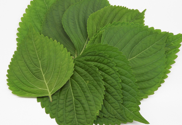 大葉の下処理：洗い方からせん切りまで、プロが教える基本と活用術