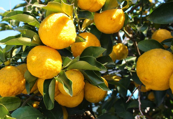 かぼす、ゆず：香酸柑橘の魅力を徹底解説！特徴、見分け方、使い方、栄養まで