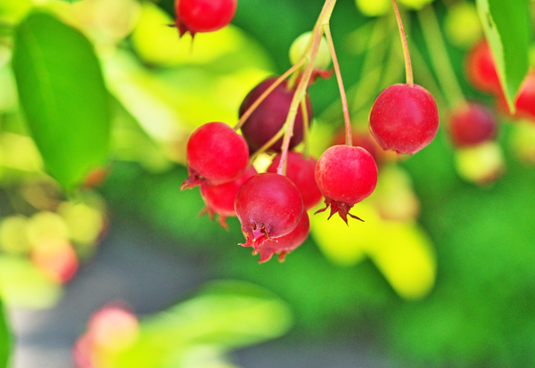 ジューンベリーはどんな庭木？ 特徴や育て方について