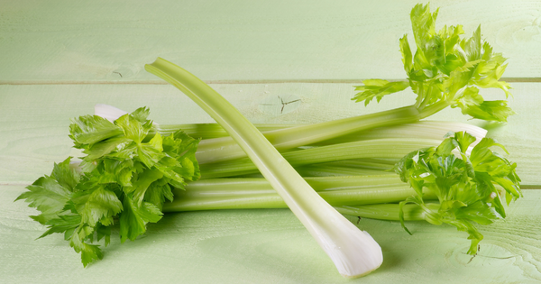 プランターでも簡単！セロリの育て方｜家庭菜園で新鮮シャキシャキ収穫