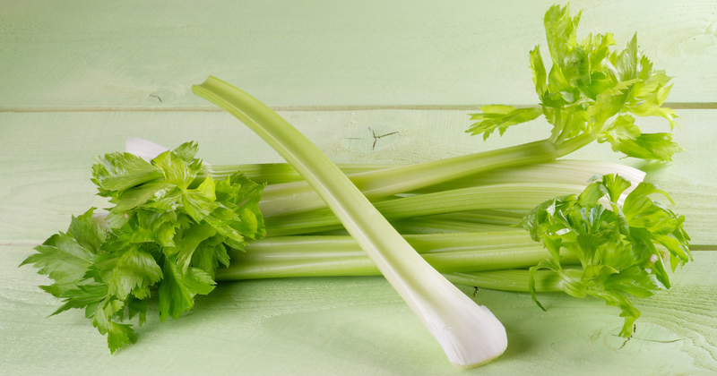 プランターでも簡単！セロリの育て方｜家庭菜園で新鮮シャキシャキ収穫