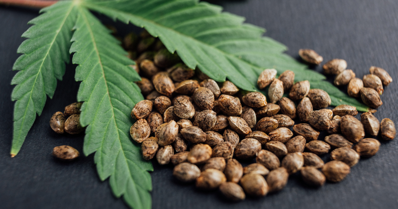 麻の実とケシの実：見た目・栄養・安全性の違いを徹底解説