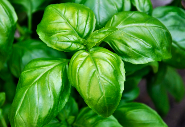 バジルを虫食いから守る！無農薬で育てる自然派防虫対策