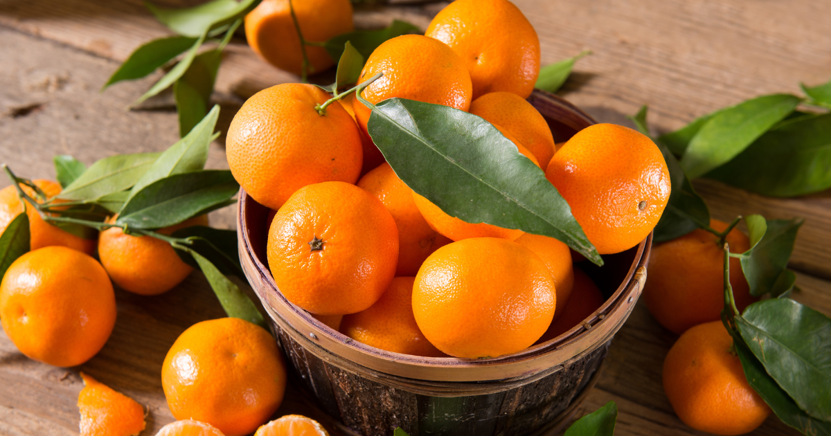 自宅でみかんを育てる！苗木の選び方から植え付け、管理方法まで徹底解説