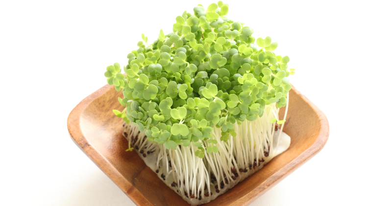 おうちで簡単！スプラウトの育て方完全ガイド