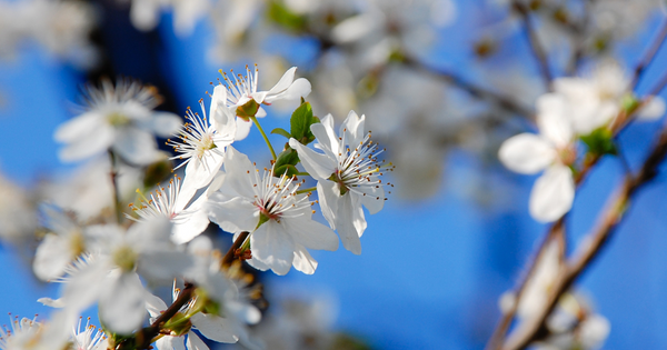 さくらんぼの花：春を彩る可憐な姿の魅力