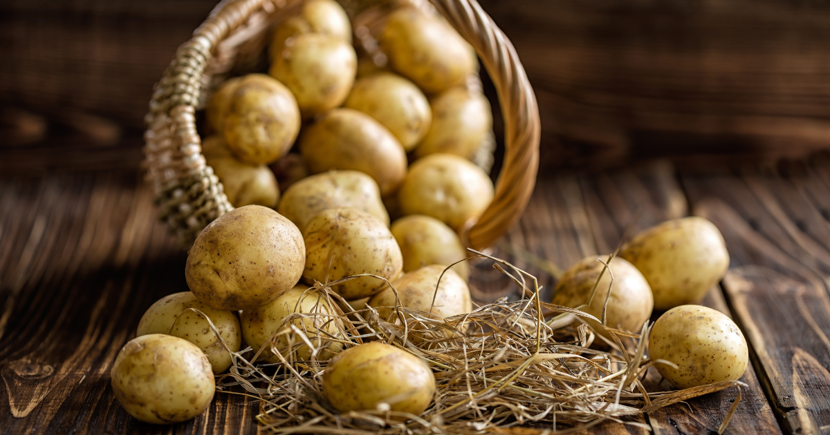 【徹底解説】秋ジャガイモ、収穫時期から育て方、保存方法まで！