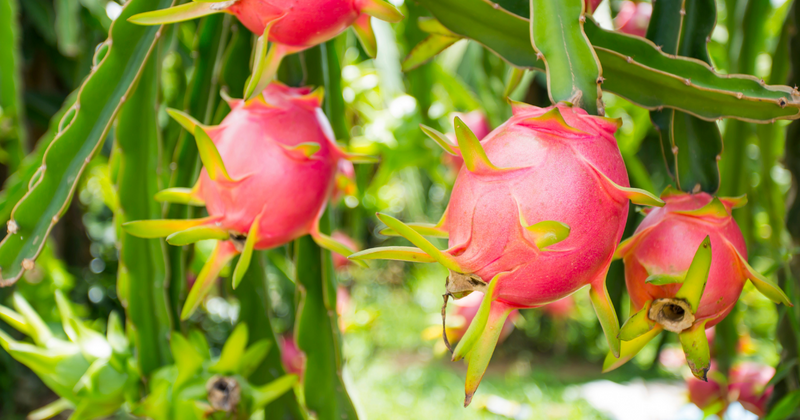 もう迷わない！ドラゴンフルーツの美味しい食べ方完全ガイド