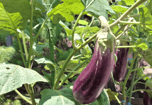 秋なすとは？旬の味覚を最大限に楽しむ方法