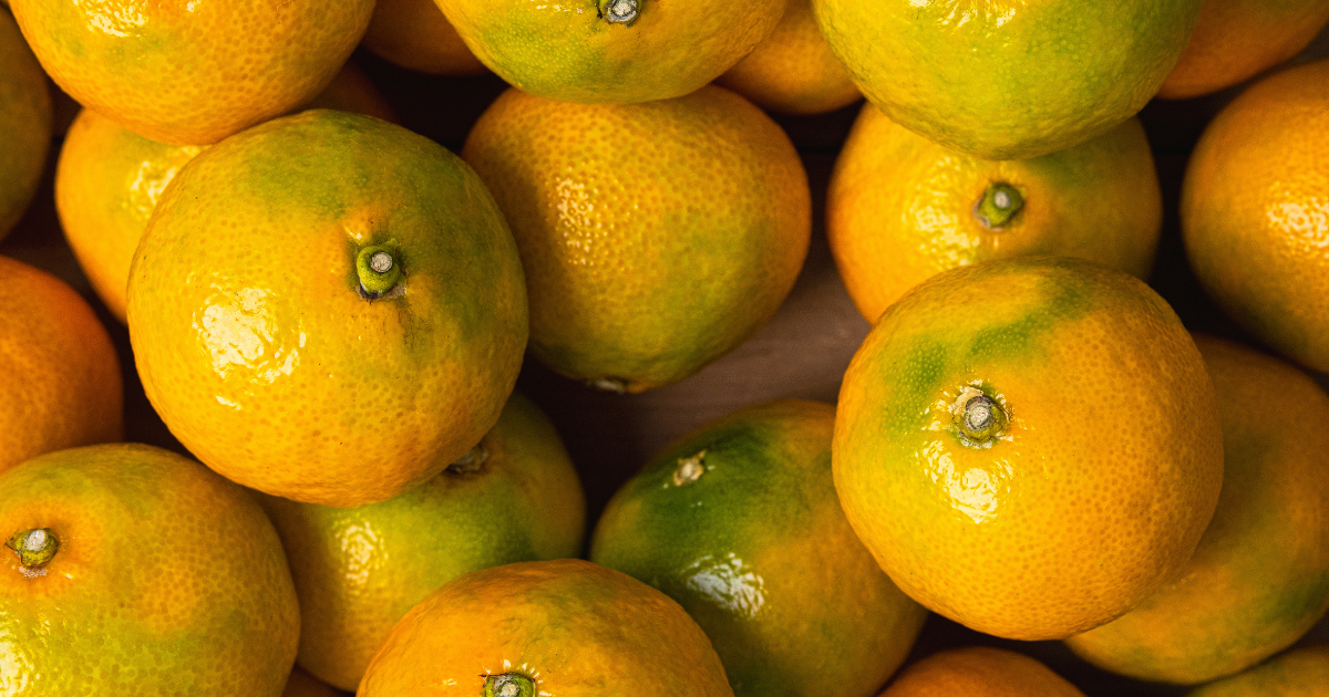 極早生みかんとは？秋に旬を迎える爽やかな甘酸っぱさの秘密と魅力を解説