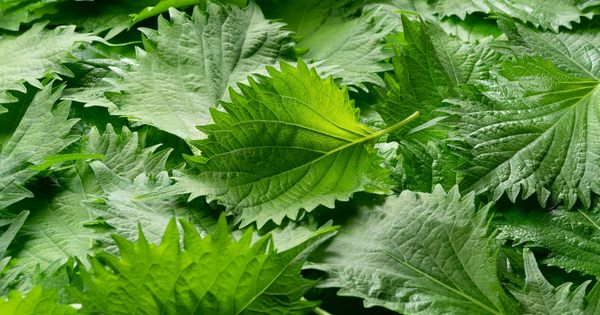 もう無駄にしない！大葉（青じそ）の保存方法：冷蔵・冷凍で長持ちさせる秘訣