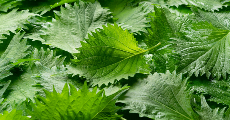 もう無駄にしない！大葉（青じそ）の保存方法：冷蔵・冷凍で長持ちさせる秘訣