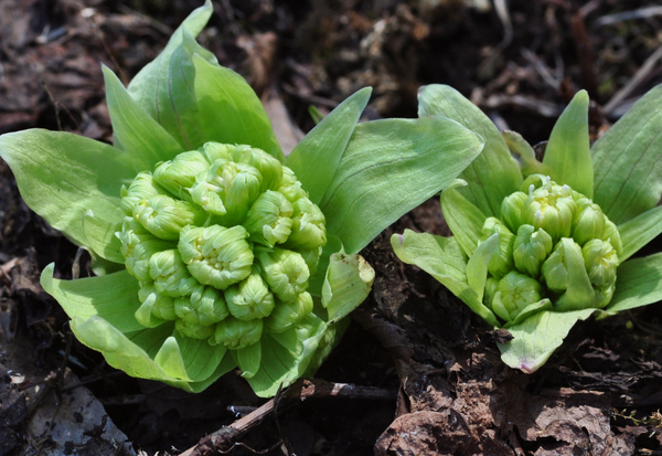 春の味覚「ふき」：独特の香りとほろ苦さの魅力